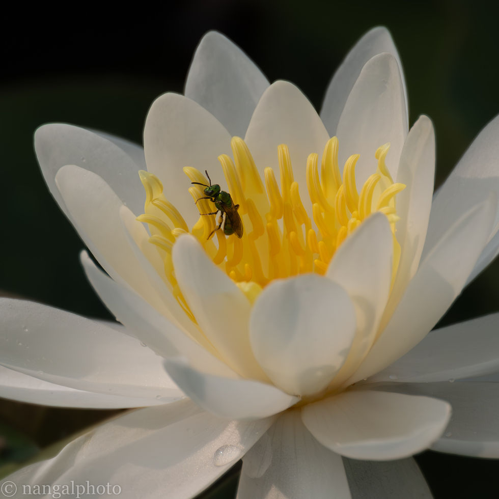 Lotus, Kenilworth Aquatic Gardens