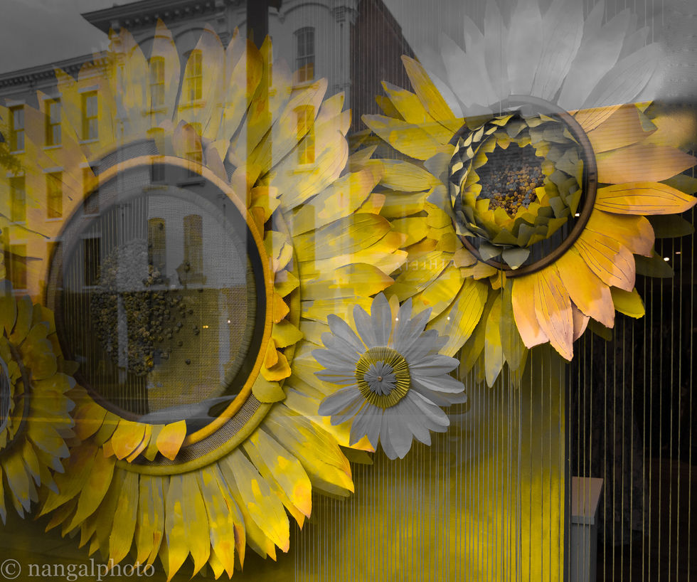 Old Town Alexandria, Virginia; sunflowers