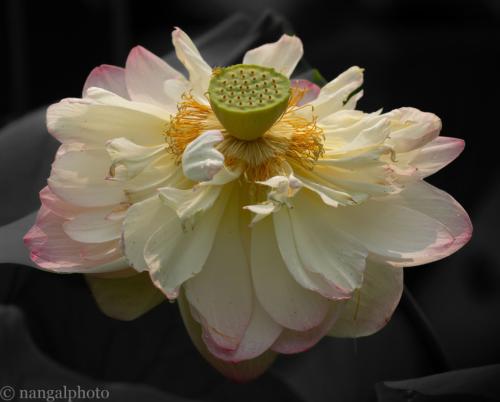 Lotus, Kenilworth Aquatic Gardens