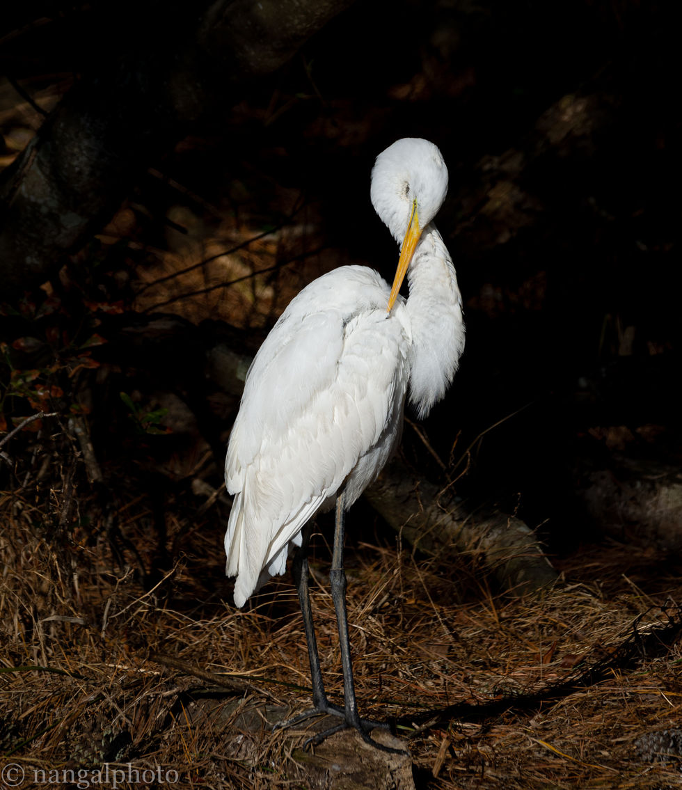 Egret; Chincoteague Island