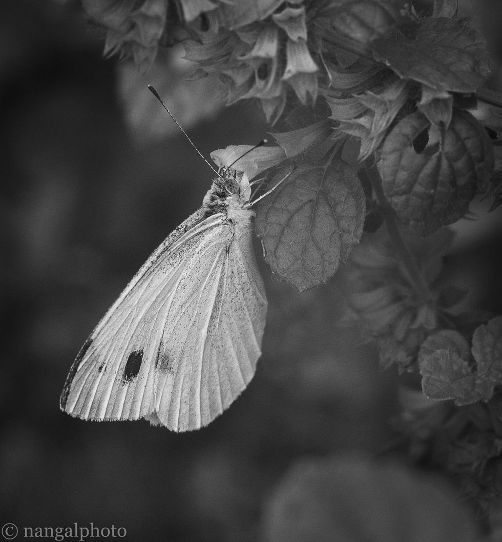 cabbage white