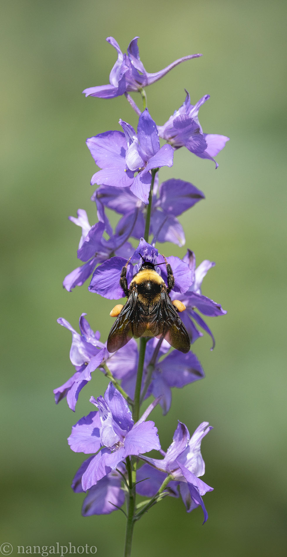 Bee; Green Spring Gardens; Fairfax County, Virginia