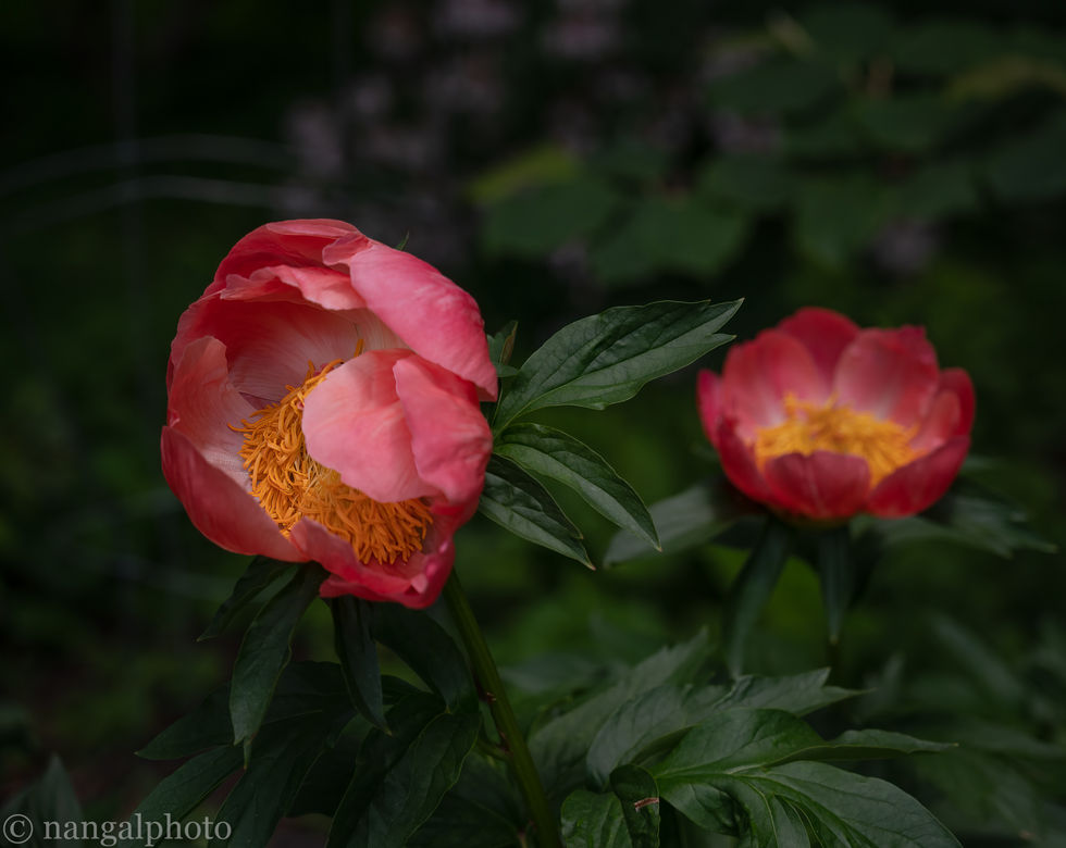 Green Spring Gardens, Fairfax Virginia