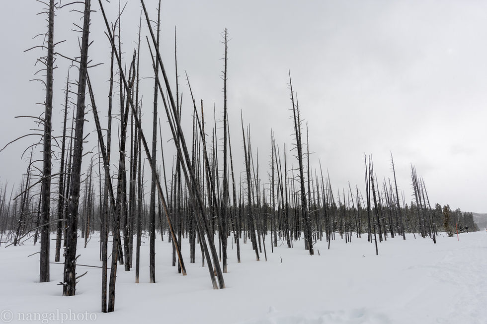 Yellowstone National Park