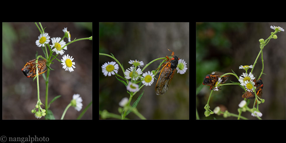 cicadas on fleabane