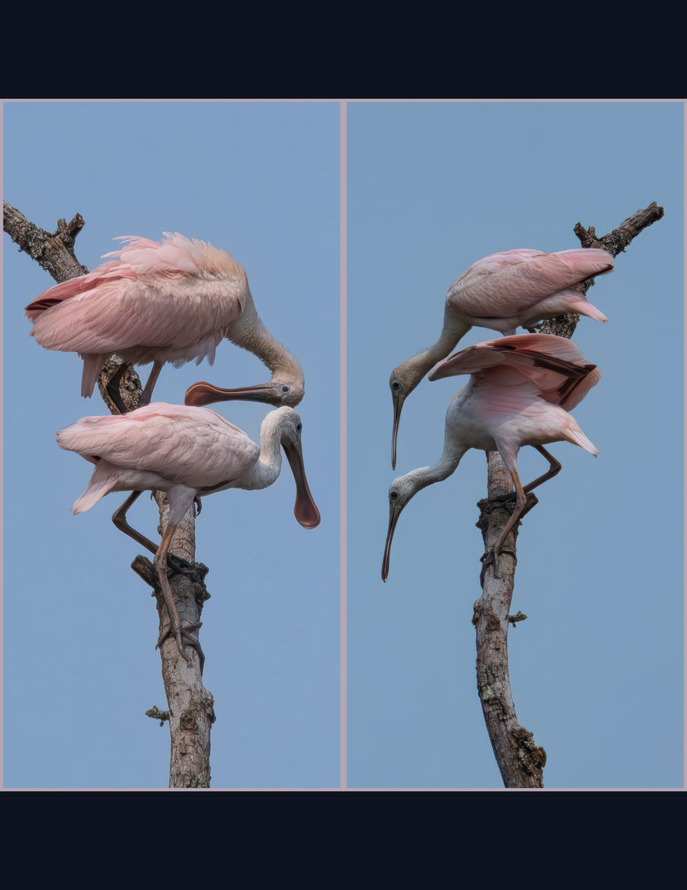 spoonbills; Kenilworth Aquatic Gardens