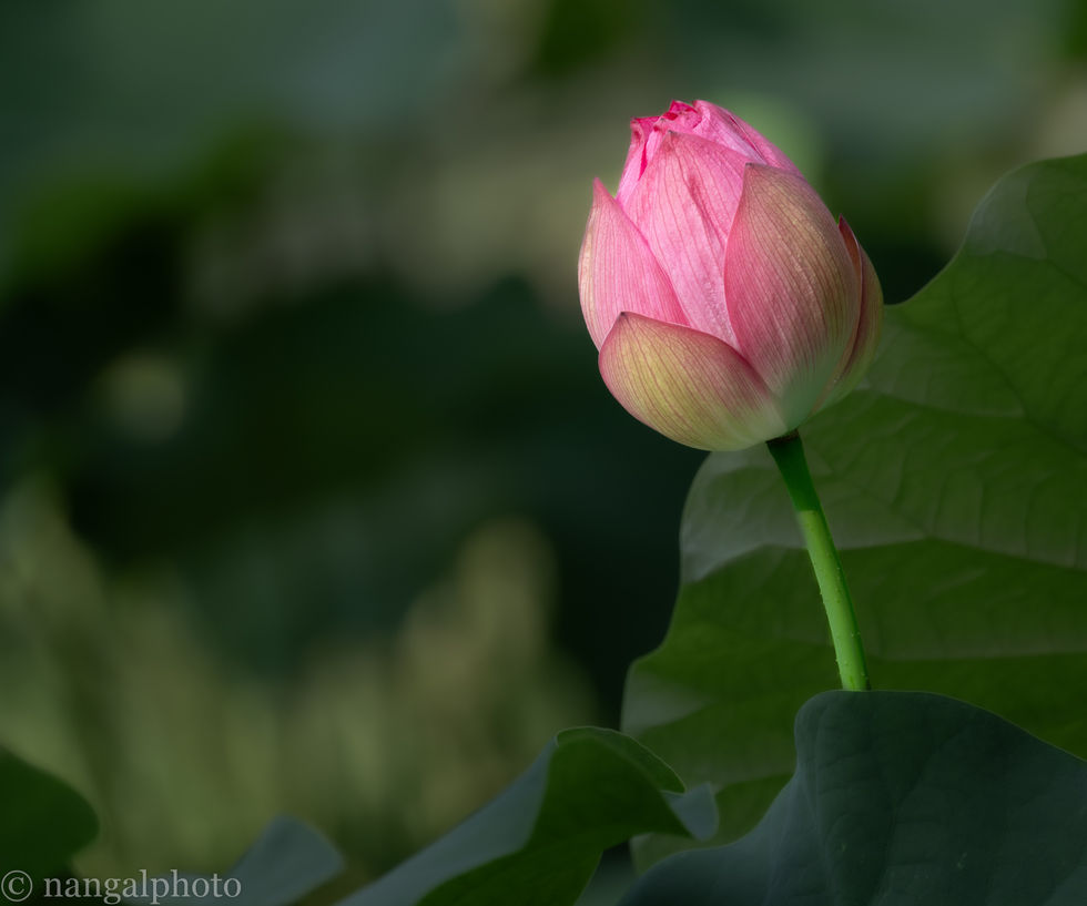 Lotus, Kenilworth Aquatic Gardens