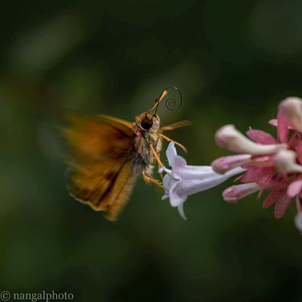 Skipper butterfly