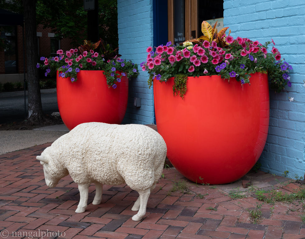 Feeling Sheepish