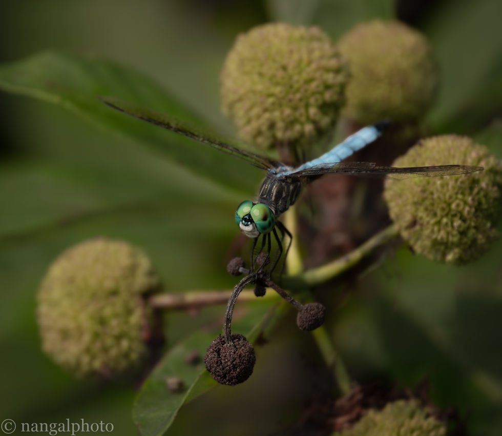 Blue Dasher dragonfly, Kenilworth Aquatic Gardens