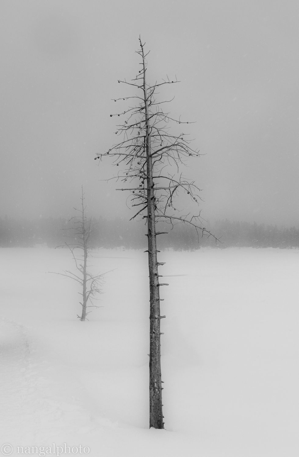 Yellowstone National Park