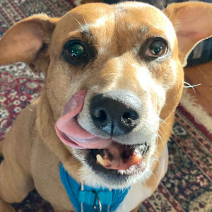 A redbone coonhound dog licking the side of her face