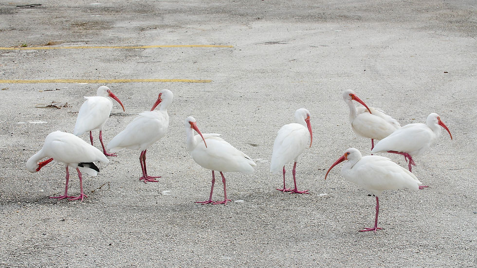The birds