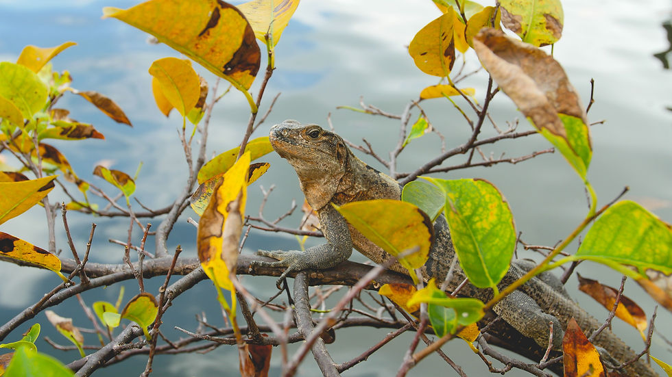 So many iguanas