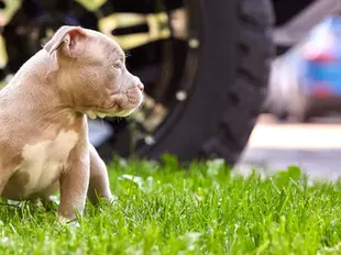 puppy on artificial turf lawn