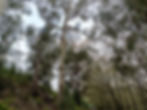 Photoshoots in the forests