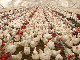 Yuletide: Poultry Farmers Promise Cheaper Eggs, Chicken in Lagos