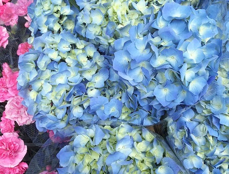 栃木の品種「鹿沼ブルー」