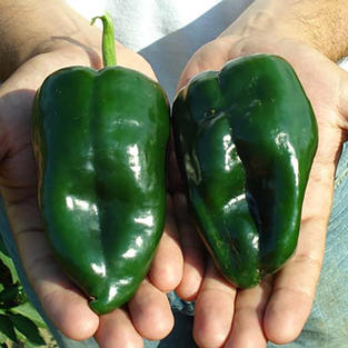 Pepper, Poblano.jpeg