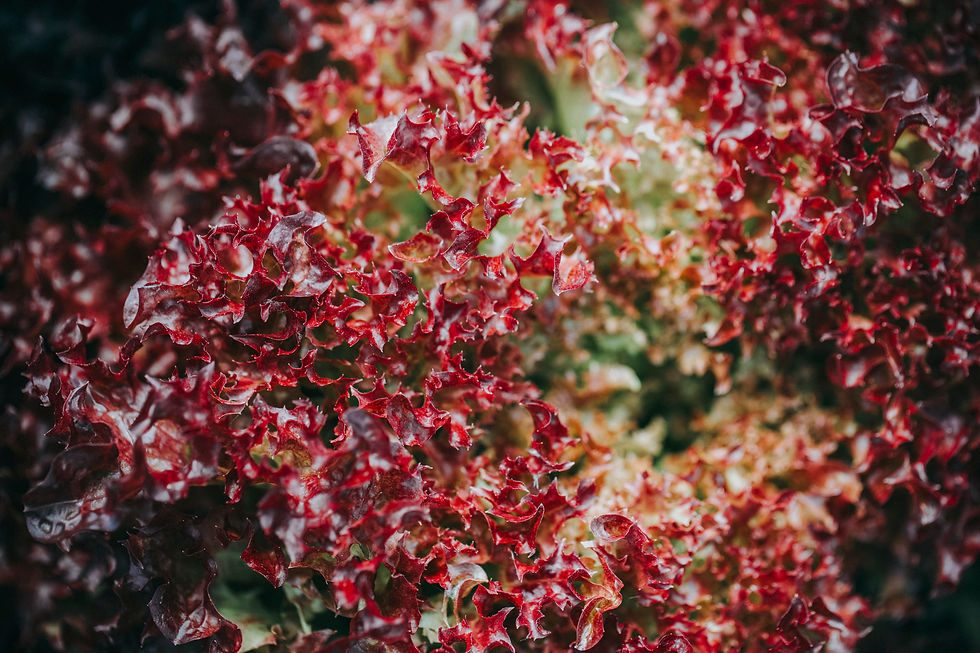 red-lettuce-close