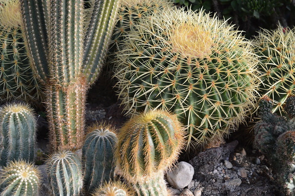 cactus-1109257_960_720