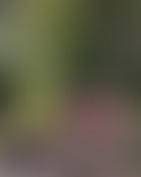 浅田古八幡宮秋祭