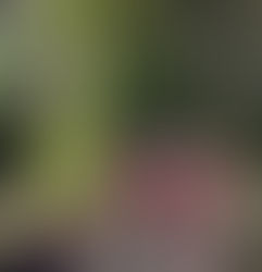 浅田古八幡宮秋祭