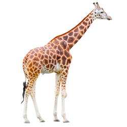 San Diego Zoo