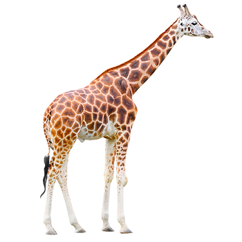 キリンさんのプロフィール