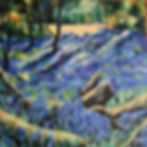 Pamphill Bluebells