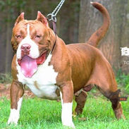 ALCHEMIST EMPIRE BOGARD.jpeg