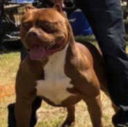 MANMADE'S "TORO" OF BSK