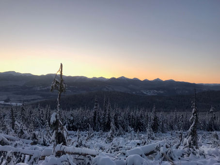 Timber harvesting in Northern BC.