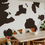 Thumbnail: Cow Patterns Mural