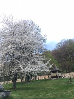 Cerisier en fleurs dans le jardin-verger de Lavaux