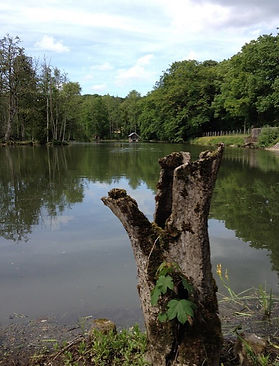 thumbnail_GROS PLAN TRONC A L ETANG  - c