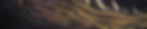 dtgbanner.jpg