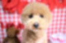 coco_edited.jpg
