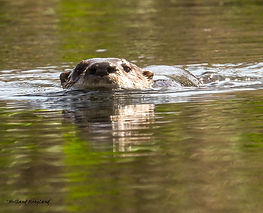 otter moving in2.jpg