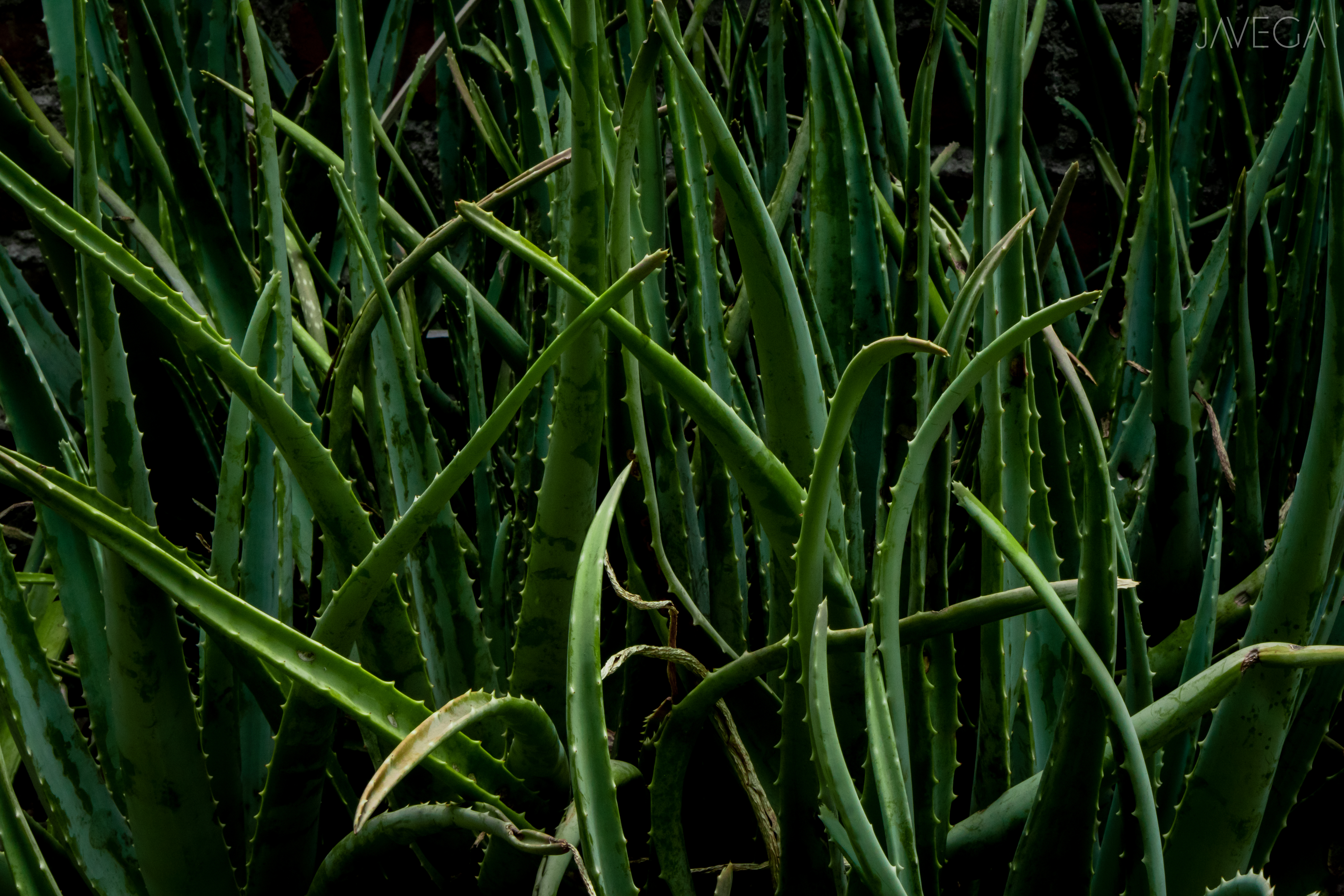 Naturaleza 1