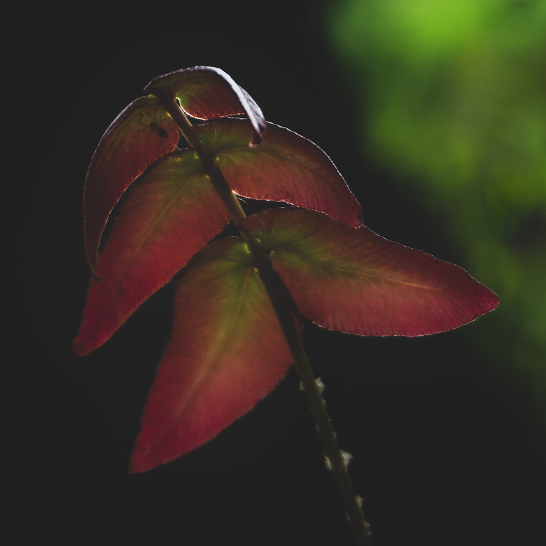 Naturaleza 4