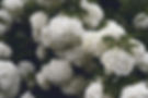 11062b_f0e78e0933d84ad986f99ca7822bef06~mv2_edited.jpg