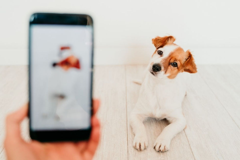 person taking photo of dog with smartphone.jpg