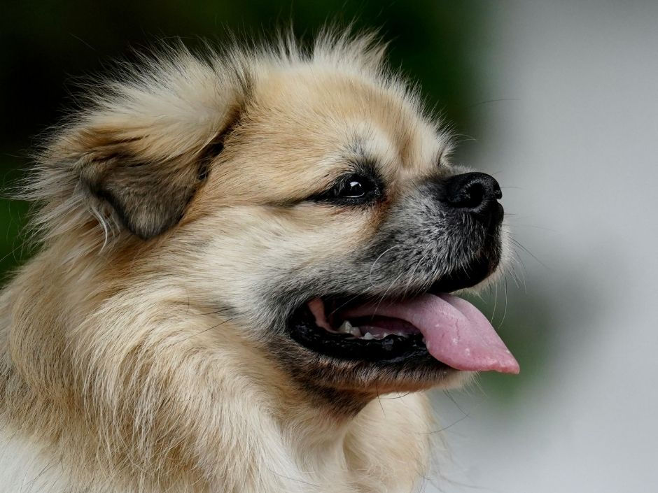 Short-muzzled brachycephalic dog panting outside showing reduced airway capacity in summer heat