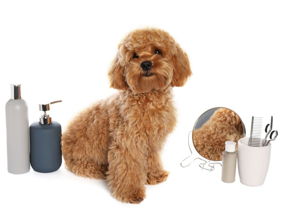 Cavapoo ready to be groomed standing next to dog brushes and dog shampoo for a bathing