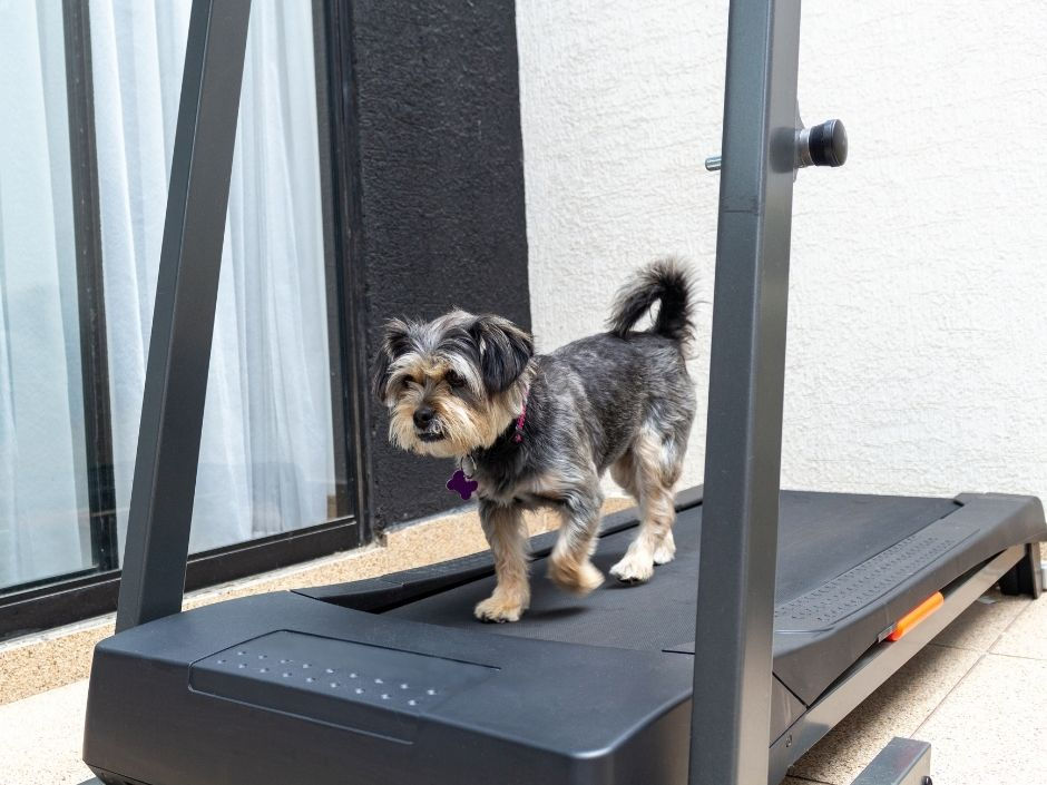 Yorkshire Terrier on indoor treadmill as alternative exercise option for dogs during summer heat