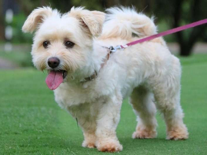 small cream fluffy puppy wearing pink harness and leash during early leash training outdoors