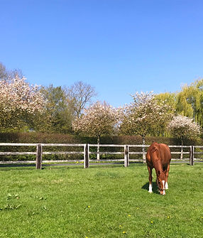 IMG_2212Haras du Levant - Pension chevaux - Calvados - Normandie - Pays d'Auge - Basse Nor