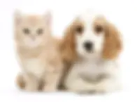 pets welcome.webp