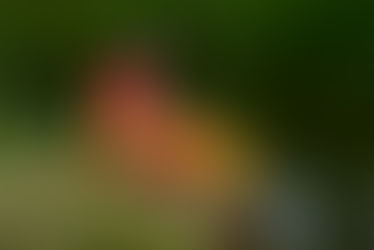 A lady model sitting beside a pond during a Conceptual Theme Photography at Deoghar, Jharkhand, India.